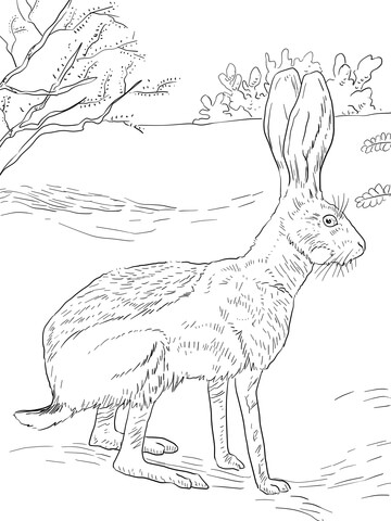 Antelope Jack Rabbit Coloring Page